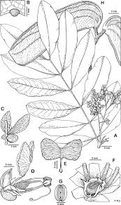 Image result for Englerodendron mengei