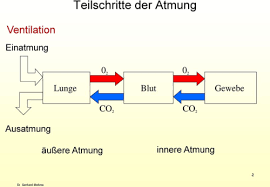 Learn vocabulary, terms and more with flashcards, games and other study tools. Humanbiologie Kapitel 3 Atmung Des Menschen Flashcards Quizlet