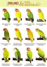 Black Birds You Can Have As Pets Breeding Black Masked Lovebird Genetics Google Search African Lovebirds Love Birds Pet Bird Breeds