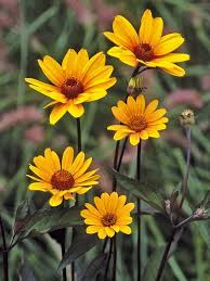 Maybe you would like to learn more about one of these? Heliopsis Summer Nights Bluestone Perennials