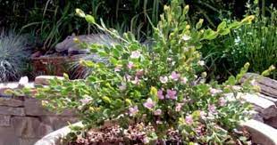 Boronia Crenulata Shark Bay In Containers Blooms All Year Plants Bloom Shark