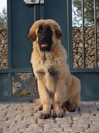 The official headquarters of the united kennel it's the second leg of the ukc triple crown series, the event where history is made and champions are crowned, and the granddaddy of all ukc events! Rare Endangered Dog Breeds Flickr