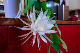 Image result for Oxypetalum