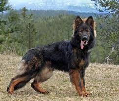 Black Sable German Shepherd Photo Www Candlehillshepherds Com Black Sable German Shepherd Sable German Shepherd German Shepherd Dogs