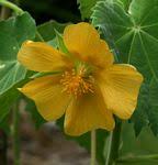 Image result for Abutilon grandiflorum