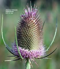 Image result for Dipsacaceae