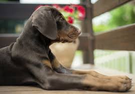 Puppies will be ready for new homes on july 10. Doberman Pinscher Puppies For Sale Akc Puppyfinder