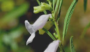 Image result for Pedaliaceae