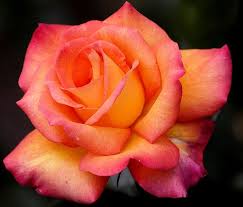 New York State Flower Rose Flower Aesthetic Rose Flower Flowers Photography