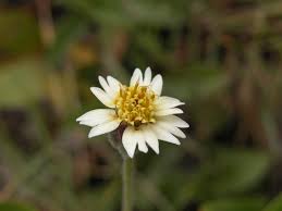 Image result for Tridax