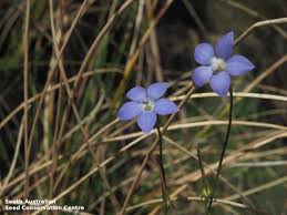Image result for Wahlenbergia ramosissima