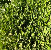 Image result for Falkia