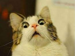 Hahaha Shocked Cat Crazy Cats Scared Cat