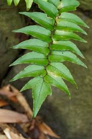 Image result for Cyrtomium