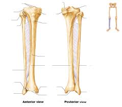 The knee is a strong but flexible hinge joint. Lesson 6 Bones Of Right Leg Diagram Quizlet