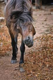 verhaltensstorung bei pferden symptome ausloser pavo