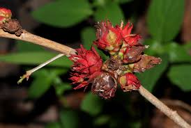 Image result for Ochna natalitia