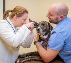 Последние твиты от loving hands pets (@lovinghandspets). Knightdale Nc Veterinary Hospital Knightdale Animal Hospital