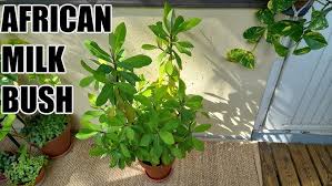 Image result for Euphorbia umbellata