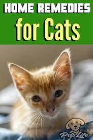 Home Remedies For Cats Cat Sneezing Cat Remedies Cat Sneezing Remedies