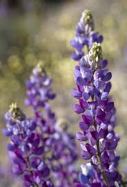 Maybe you would like to learn more about one of these? Wildflowers Shell Creek Road California Plants Wild Flowers California Native Plants