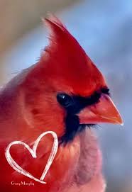 Blue Birds That Look Like Cardinals Cardinal Beautiful Birds Bird Photography Animals