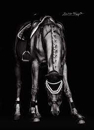 horse in black white pferde fotografie pferd pferdefotografie