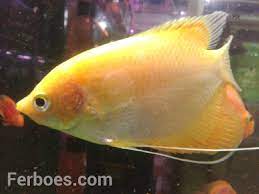 Ikan hias gurame putih infoikan.com sudah tahukah sobat, bahwa selain gurame padang terbesar ada juga jenis gurame yang memang memilki warna putih. Tentang Ikan Gurame Padang Ferboes Com