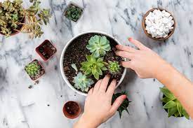 Maybe you would like to learn more about one of these? Tips For How To Grow Succulents