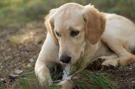 What Happens If A Dog Eats Maggots Should I Be Worried Dogdorable