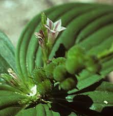 Image result for Spigelia anthelmia