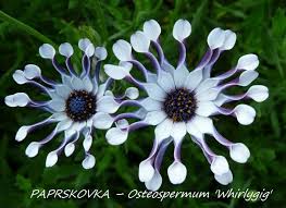 Image result for paprskovka obrázek