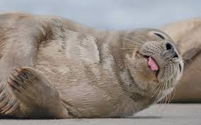 Seal 9