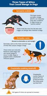 The demodex mite coming into contact with the dog. Mange In Dogs Causes Symptoms Treatment Canna Pet