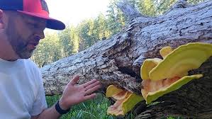 The pate is tastier than the real one! Mushroom pate for a penny