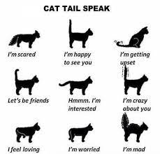 The primary cause of tail trauma in cats is accidental injury. Cats On Twitter Cat Tail Speak Http T Co Pkdrke8j6b