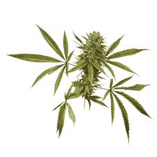 Image result for Cannabaceae