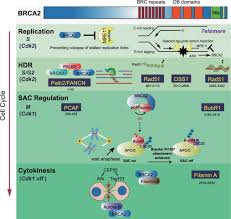 Image result for BRCA2