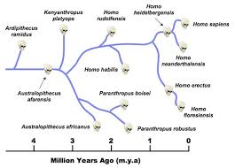 Origins Of Man Bioninja