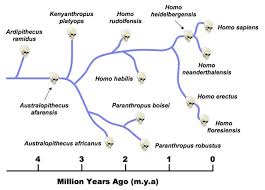 Origins Of Man Bioninja