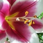 How To Care For A Day Lilly Ehow Day Lilies Day Lilies Care Pretty Flowers