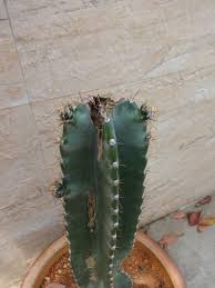 However, when they see how easy it is to care for these interesting plants, they quickly become collectors. Cereus Cactus