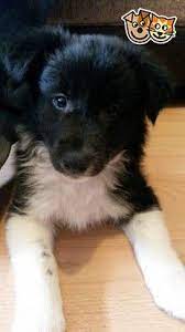 Pin On Border Collie
