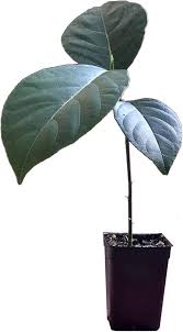 Image result for Artocarpus heterophyllus