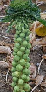 Rosenkohl anbauen, pflegen, ernten und lagern