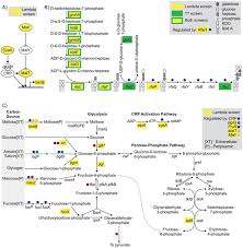 There are five species in this genus. A Forward Genetic Screen And Dynamic Analysis Of Lambda Phage Host Dependencies Reveals An Extensive Interaction Network And A New Anti Viral Strategy