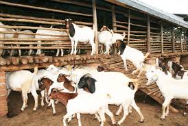 If yes, then this whole article for you, we are sharing a2z information with you here. Goat Farming Business Plan In Nigeria Apprenticeship Consults Africa