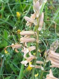 Image result for Dipcadi brevifolium