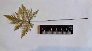 Image result for Doryopteris concolor