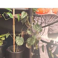 Image result for Cissus cornifolia